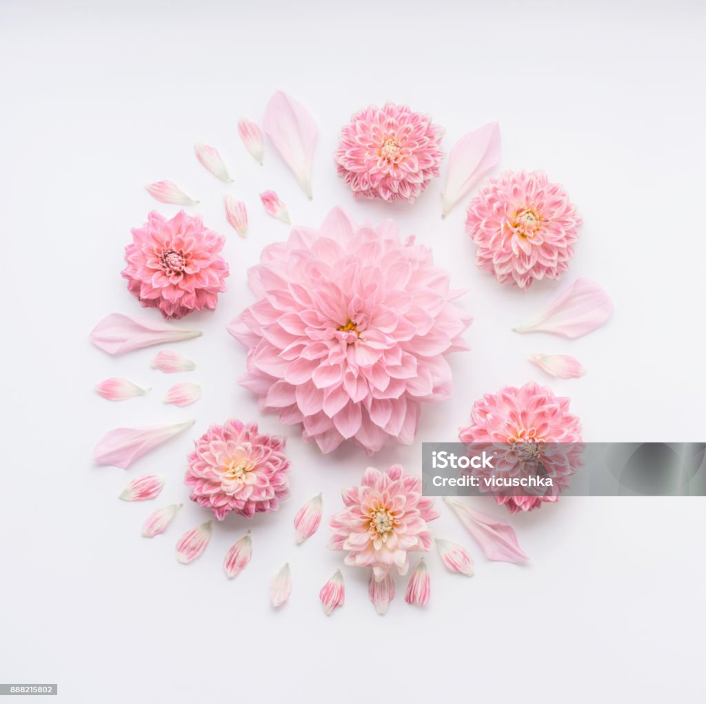 Round pink pale flowers composition with petals on white desktop background, flat lay, top view. Round pink pale flowers composition with petals on white desktop background, flat lay, top view. Creative floral layout or greeting card for Mothers day, wedding , happy event or birthday Flower Stock Photo