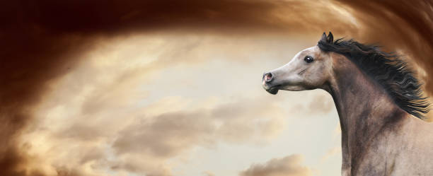 istock Thoroughbred arabian horse running at awesome dramatic sky background. 888215898