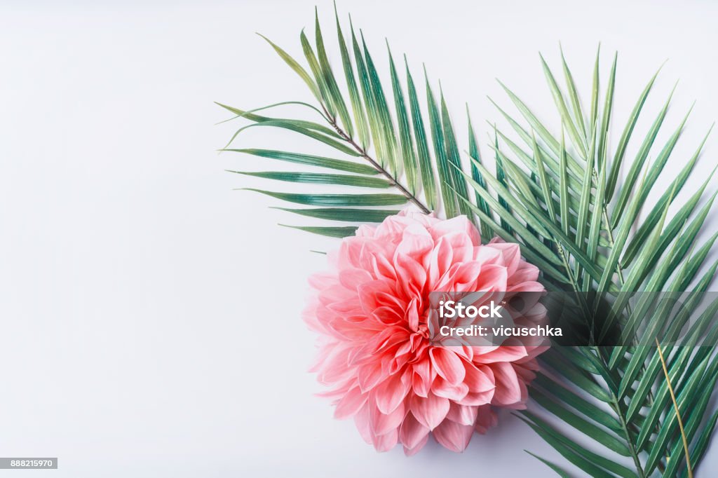 Pastel pink flower and tropical palm leaves on white desktop background, top view Pastel pink flower and tropical palm leaves on white desktop background, top view, creative layout with copy space, border Flower Stock Photo