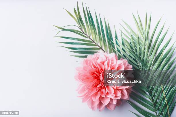 Pastel Pink Flower And Tropical Palm Leaves On White Desktop Background Top View Stock Photo - Download Image Now