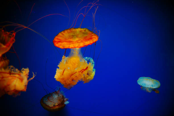 istock Jelly fishes in the deep blue ocean 888216054