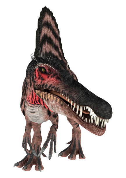 dinosaurio 3d renderizado spinosaurus en blanco - paleobiology fotografías e imágenes de stock