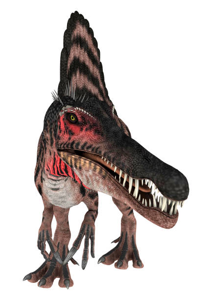 3D rendering dinosaur Spinosaurus on white 3D digital render of a Cretaceous dinosaur Spinosaurus or spiny lizard isolated on white background spinosaurus stock pictures, royalty-free photos & images