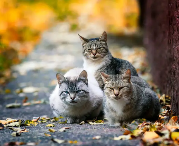 Photo of three funny stray cat lying in the street in the sun in the fall and the entrance