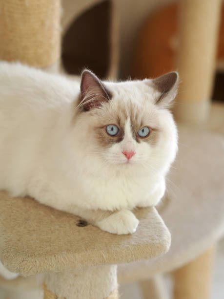 istock Cute and Adorable Cat 888230124