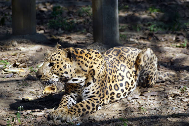 istock The Jaguar (Panthera onca) in seating position. 888230528