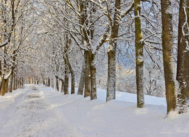 istock Winter landscape with footpath  in Pskov, Russia 888235542