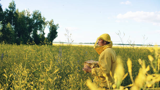 istock beekeeper man with wooden frame walking in blossom field while working in apiary 888236884