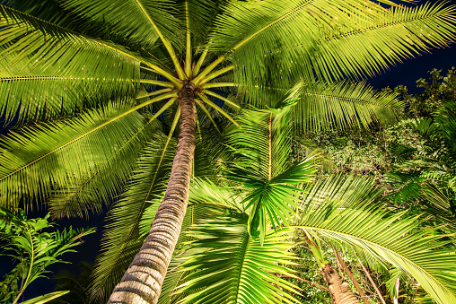 beautiful palm trees in the nature