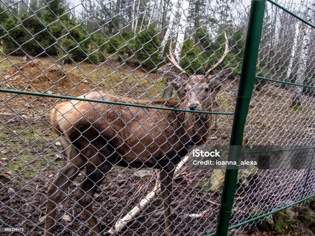 A young noble reindeer with horns stands in the confinement and looks into the camera Royal stag in the reserve close-up, in the background other deer and coniferous forest with birches Deer Stock Photo