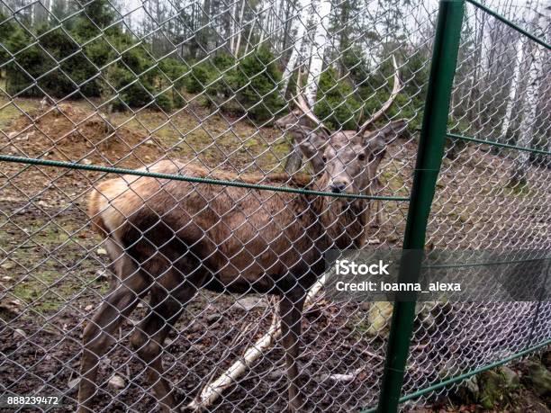 A Young Noble Reindeer With Horns Stands In The Confinement And Looks Into The Camera Stock Photo - Download Image Now