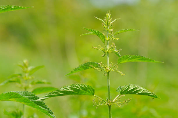 pokrzywa pospolita (urtica dioica) chwasty i zioła. - stinging nettle herb herbal medicine leaf zdjęcia i obrazy z banku zdjęć