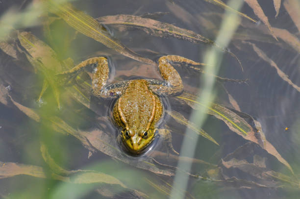 istock The edible frog, common water frog or green frog. 888240134