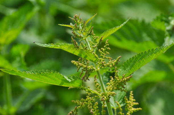 pokrzywa pospolita (urtica dioica) chwasty i zioła. - stinging nettle herb herbal medicine leaf zdjęcia i obrazy z banku zdjęć