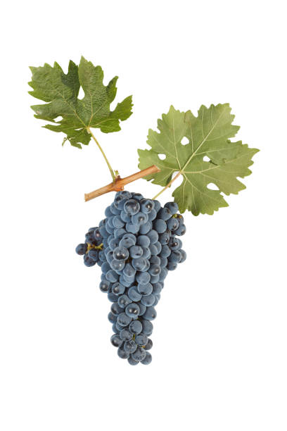 istock Bunch of grapes isolated on white 888240302