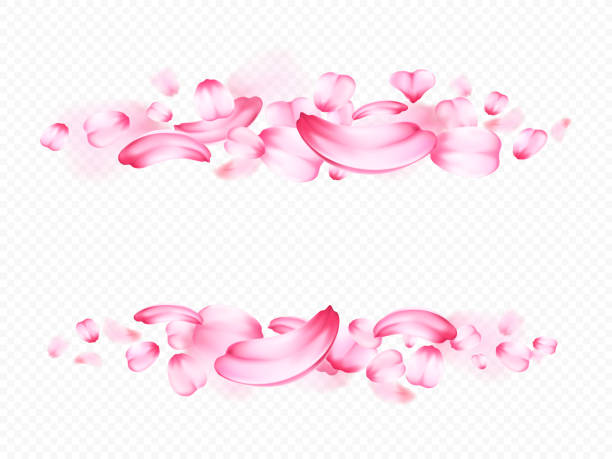 rosa blüten von sakura oder rose auf transparenten hintergrund isoliert. froral realistisch detaillierte zusammensetzung in form von rahmen. romantische 3d vektorgrafik. dekoration für valentine s day, märz 8 - design abstract petal asia stock-grafiken, -clipart, -cartoons und -symbole