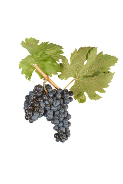 istock Bunch of grapes isolated on white 888240382