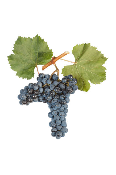 istock Bunch of grapes isolated on white 888240834