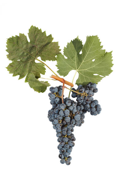 istock Bunch of grapes isolated on white 888240892