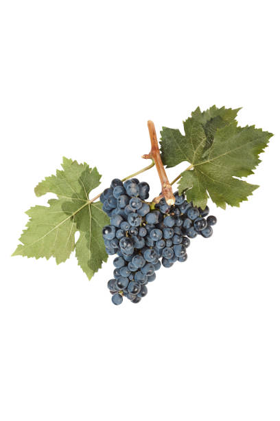 istock Bunch of grapes isolated on white 888240966