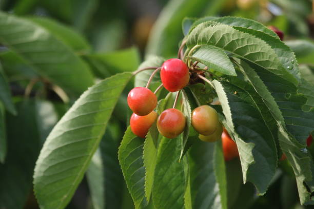 istock Close-Up Of Cherries Growing On Tree 888243272