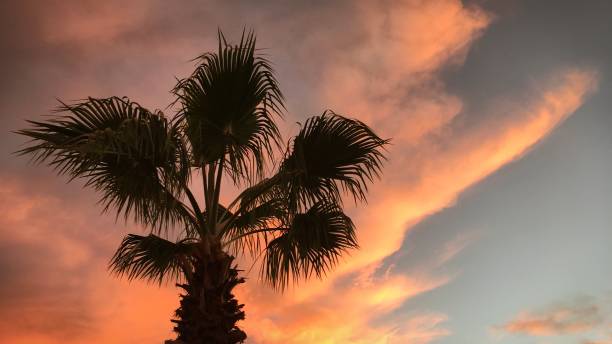 istock Silhouette of palm tree against sunset skies 888263742