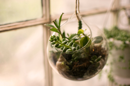 Sedum plants in a terrarium like glass container in front of the kitchen window...