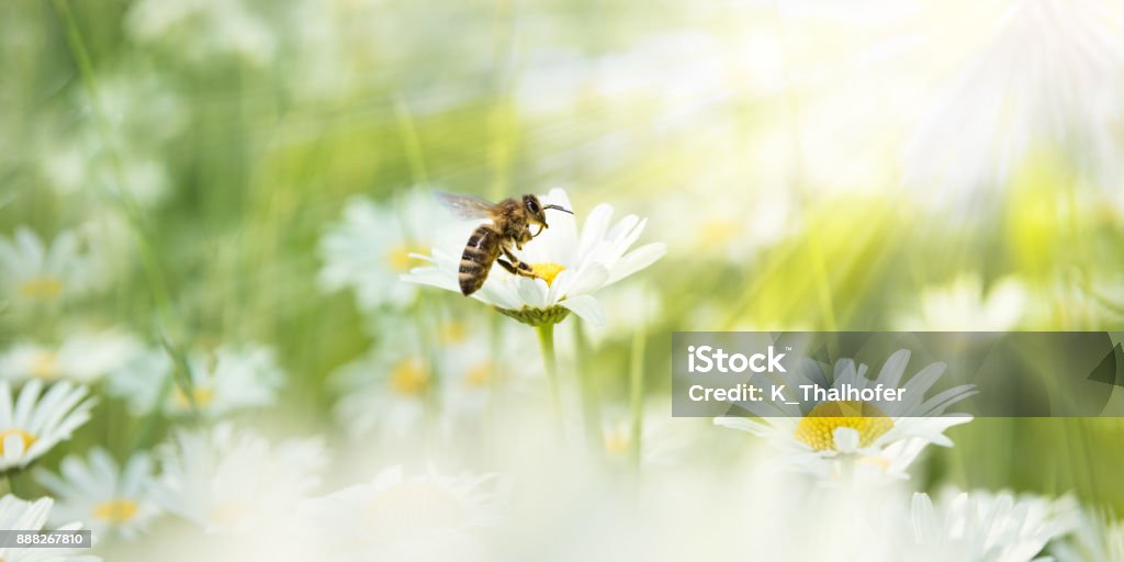 Margaritas en la luz del sol con abeja en una flor floreciente - Foto de stock de Abeja libre de derechos