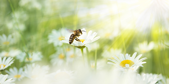 Daisies in the sunlight with bee on a blooming flower