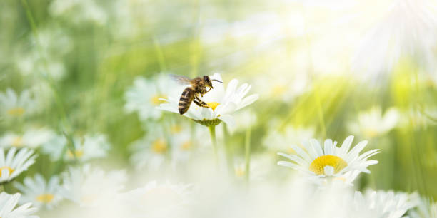 Daisies in the sunlight with bee on a blooming flower stock photo