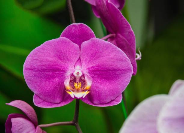 istock Beautiful Pink Orchids On Green Leaves Background 888268004