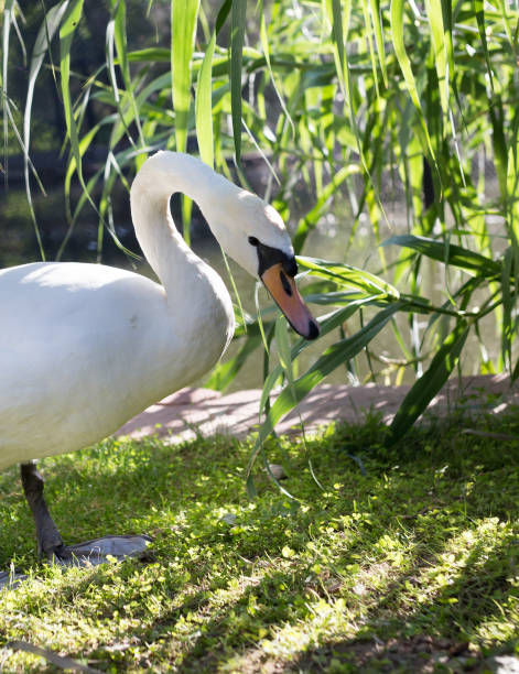 istock White swan in the zoo 888271388