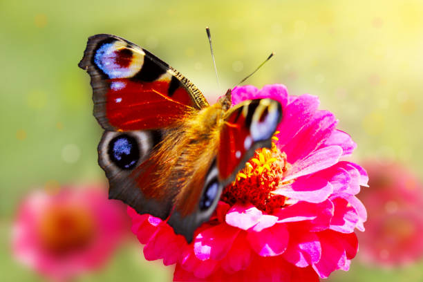 istock butterfly peacock eye sits on the zinnia 888285886