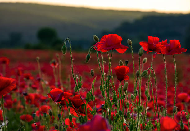 istock vivid red poppy field at sunset 888286096