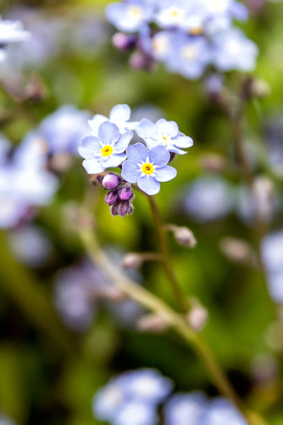 istock Natural background of forget-me flowers 888292496