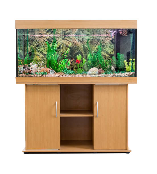 istock Large aquarium with tropical fish on a stand 888293196