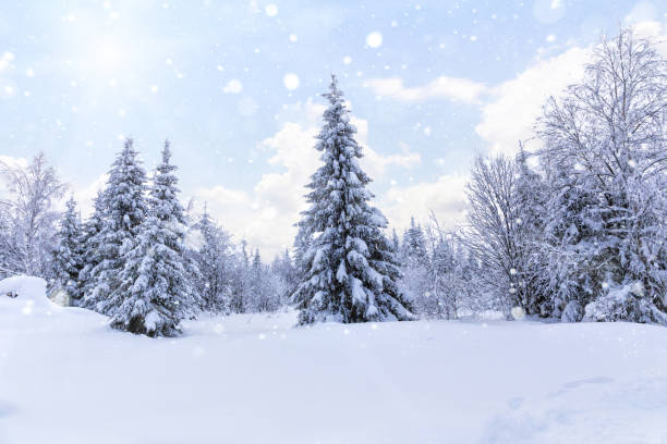 istock Falling snow in the winter spruce forest 888293326