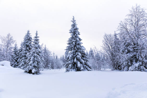 istock Spruce forest in winter. Winter landscape 888296934