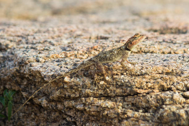 lagarto de rock - lacerta agilis fotografías e imágenes de stock