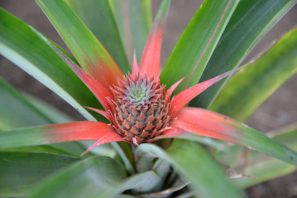 small pineapple growing in a pot