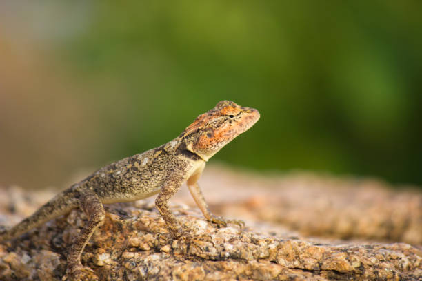 lagarto de rock - lacerta agilis fotografías e imágenes de stock