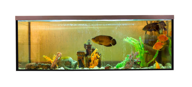 istock Beautiful aquarium with jellyfish and astronotus (Astronotus ocellatus) 888323652