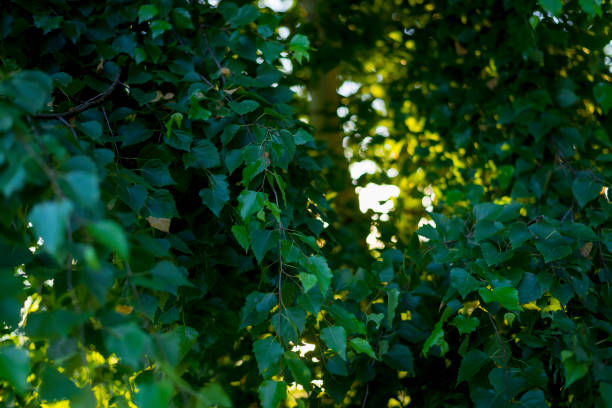 istock Sun ray through the green foliage 888331872