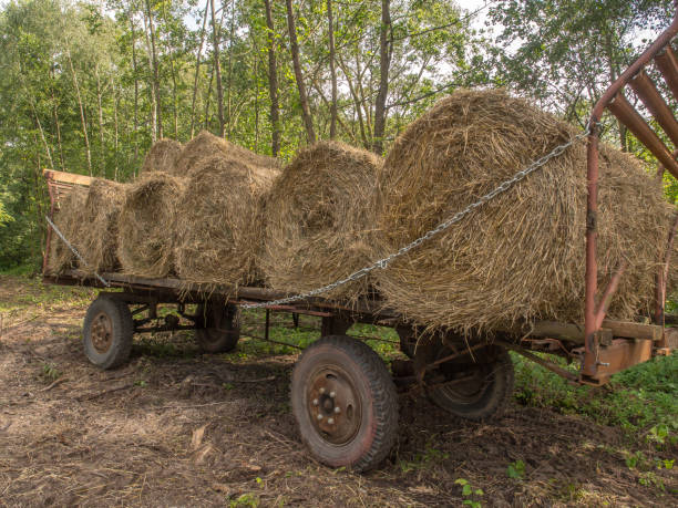 istock Big bales of straw 888339468