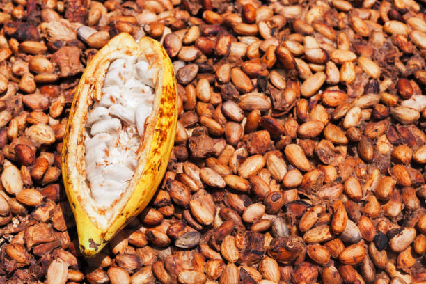 istock Opened ripe cocoa pod on drying raw beans background 888343846