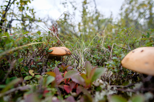 Alaskan mushrooms hidden under the heather