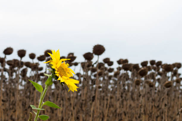 Dry sunflowers. Global warming concept.