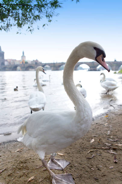 istock Prague. Swans on the Vltava River and Charles Bridge  on a background 888351104