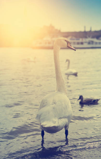 Prague. Swans on the Vltava River . retro effect