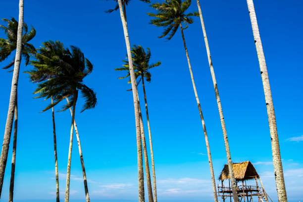 istock Low Angle View Of Palm Trees Against Blue Sky 888357752